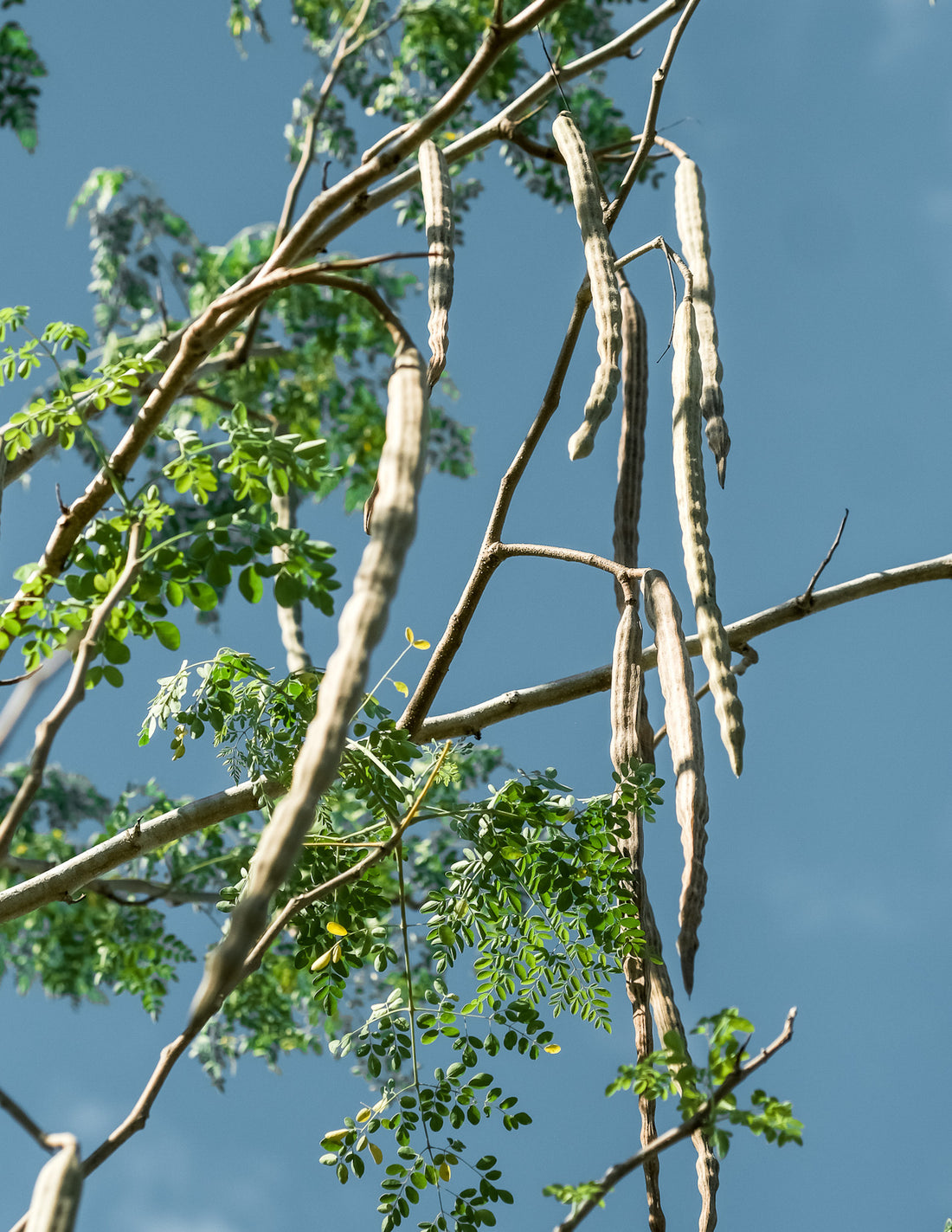 What experts say about Moringa Oil