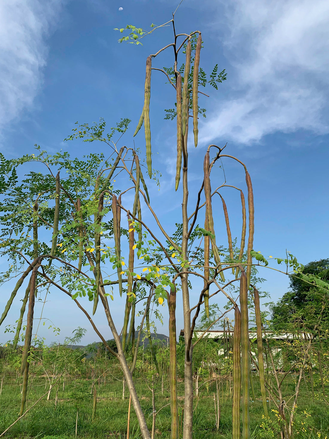the origins of moringa