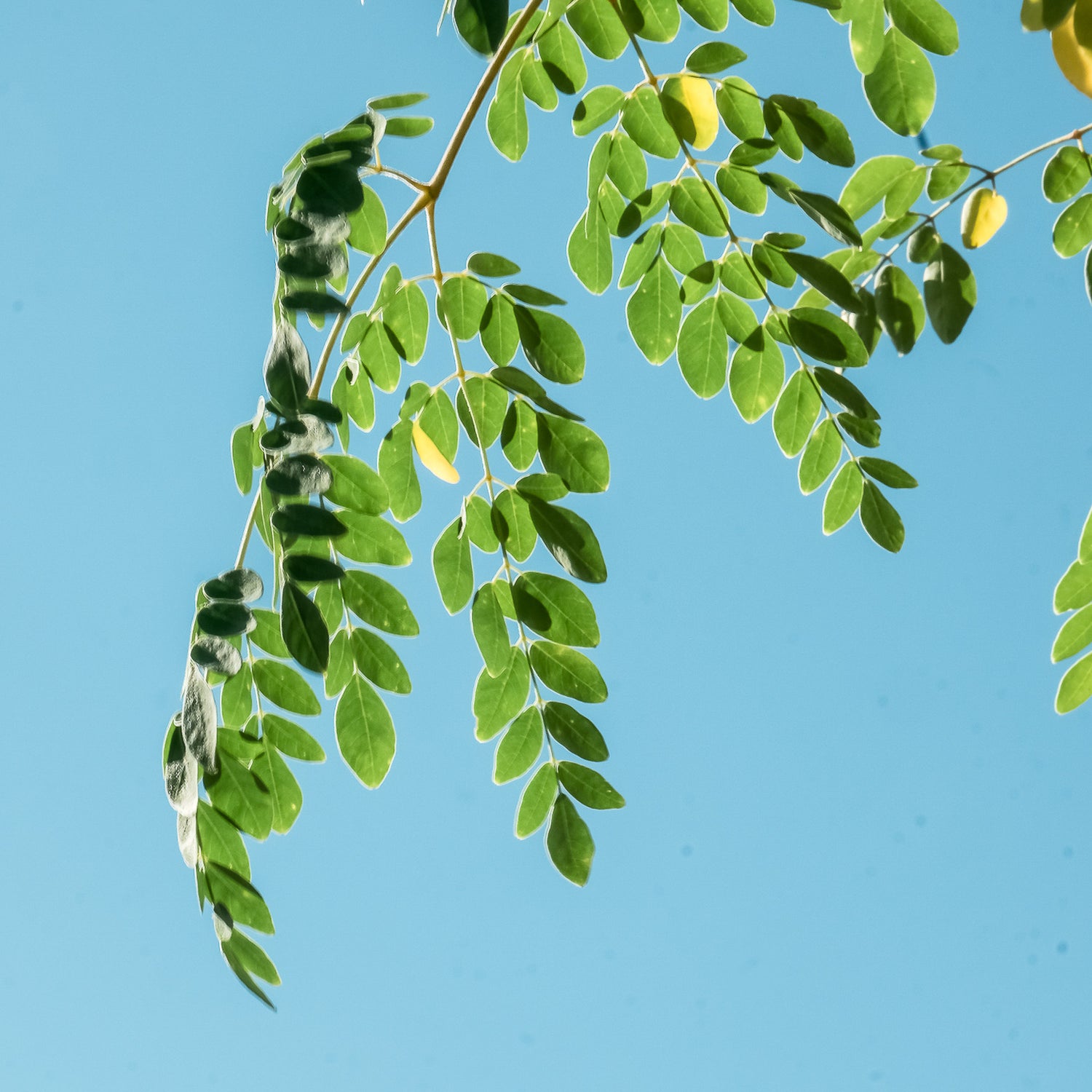 Moringa Leaf