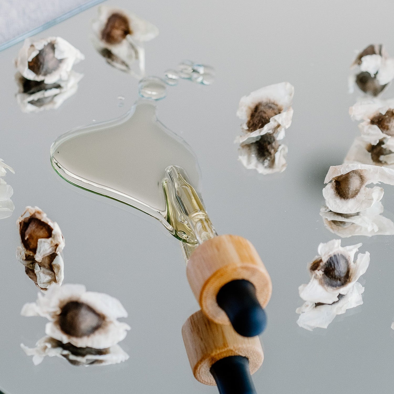 Moringa Seed Oil with seeds and dropper