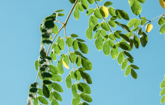 Behind the Brand: The Story of Moringa Project