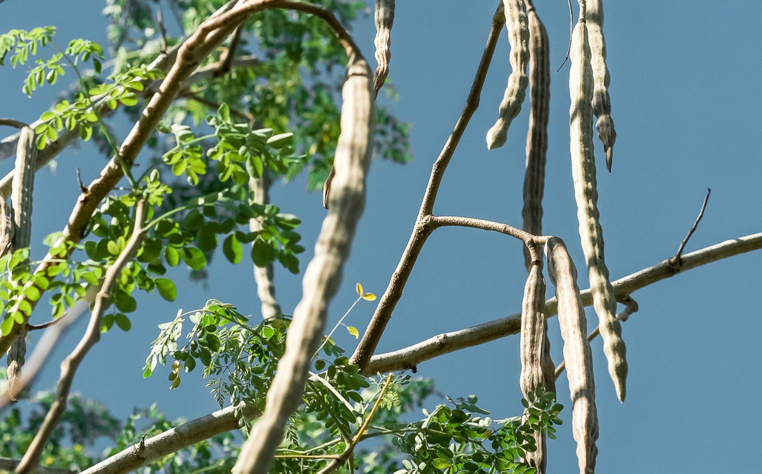 The Many Lives of Moringa