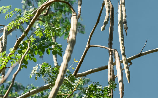 The Many Lives of Moringa