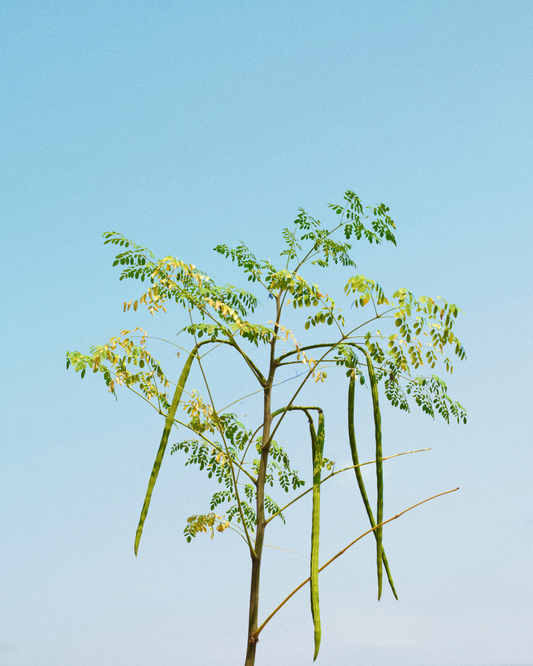 The Role of Moringa in Sustainable Living and Climate Solutions