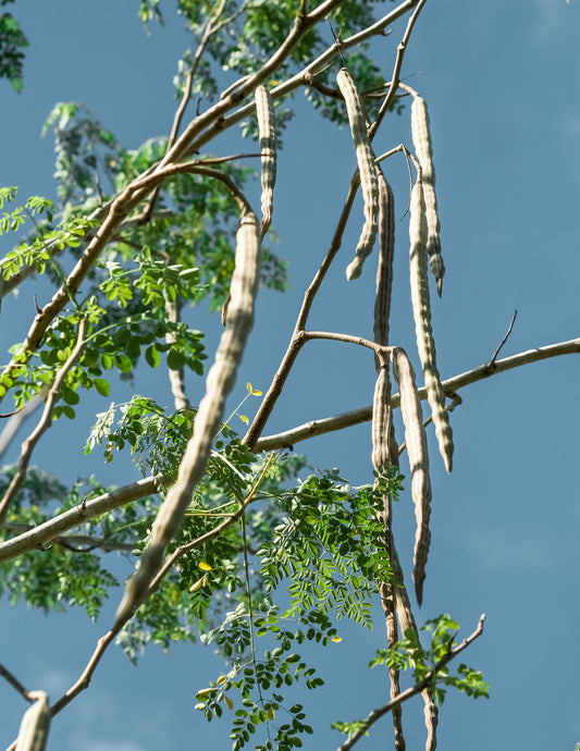What experts say about Moringa Oil