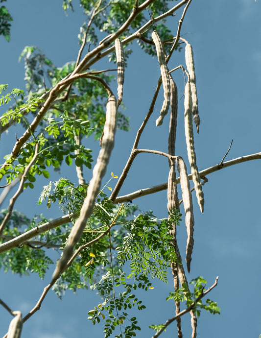 What experts say about Moringa Oil