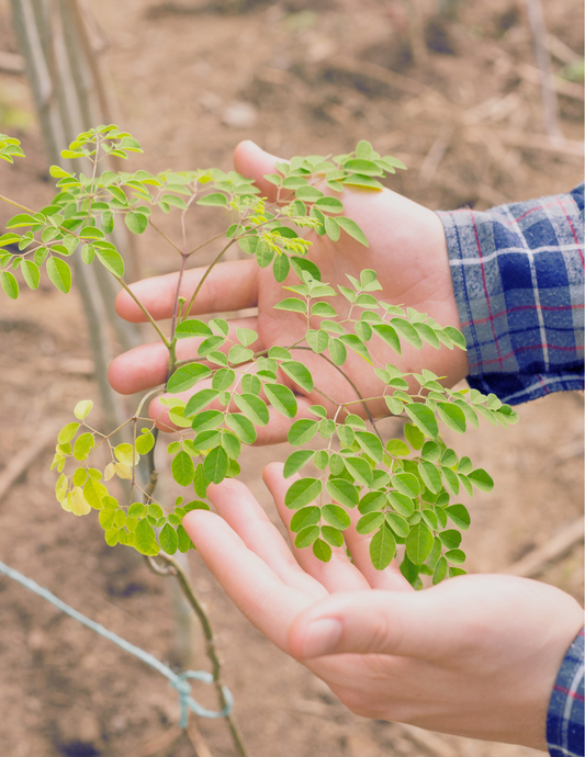 Explore the Power of Moringa: Nature's Stress-Relieving Adaptogen