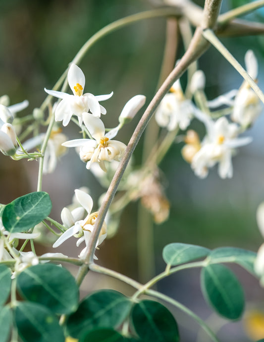 why Moringa oil’s antibacterial qualities make it a wonder serum