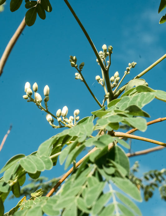 the many health benefits of Moringa Leaf