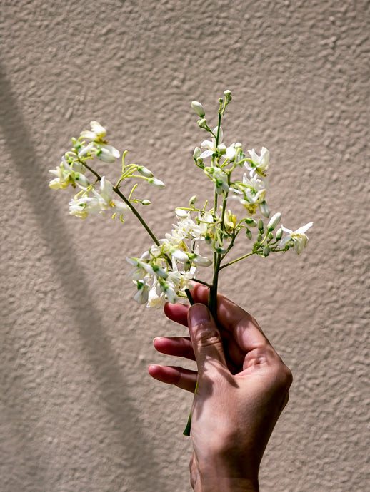 how to incorporate moringa oil into your beauty routine