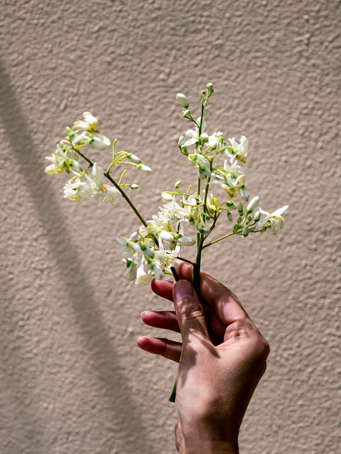 how to incorporate moringa oil into your beauty routine