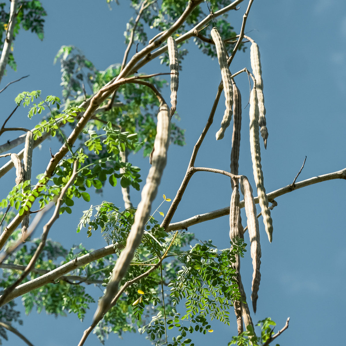 Moringa Project Farm