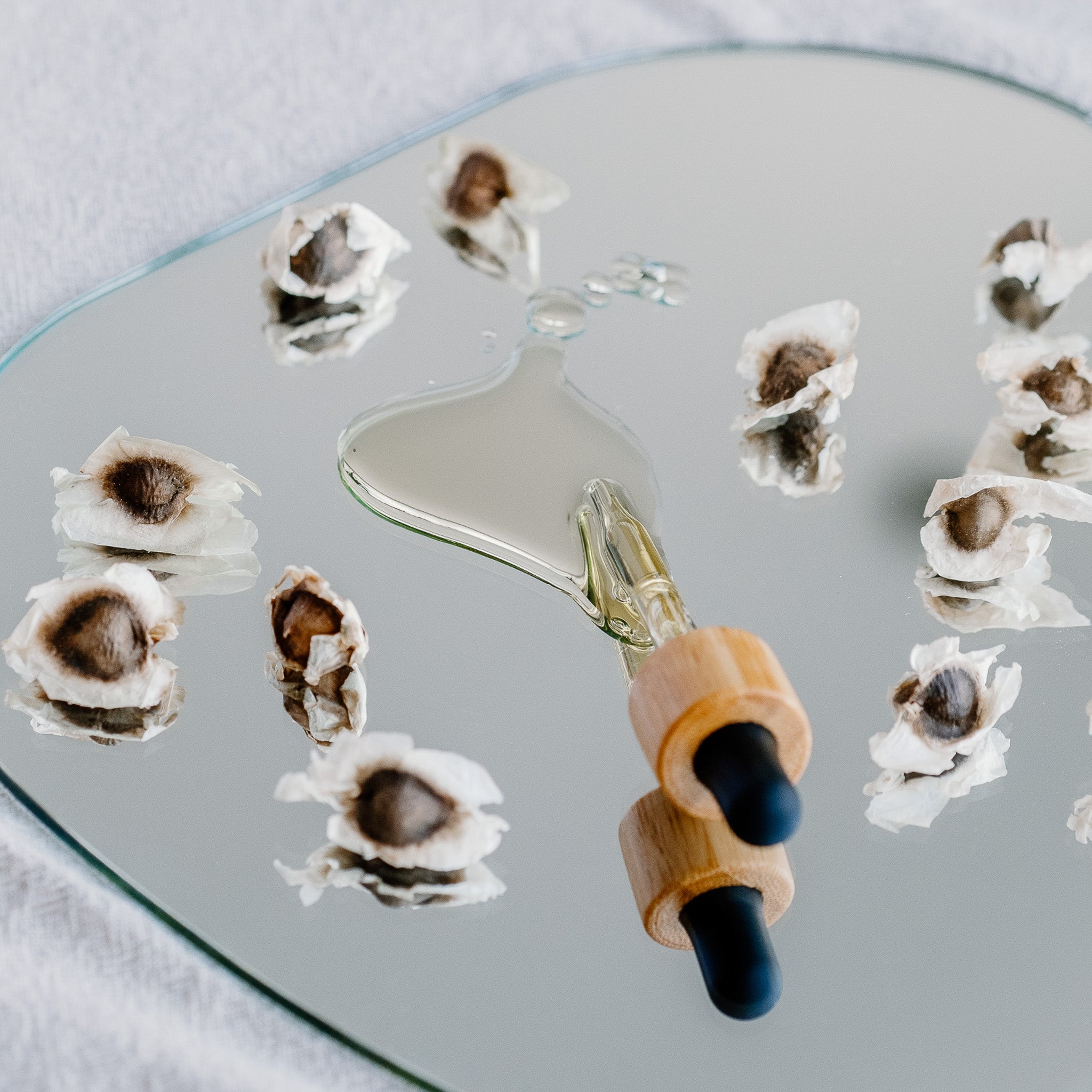 Moringa Seed and Oil