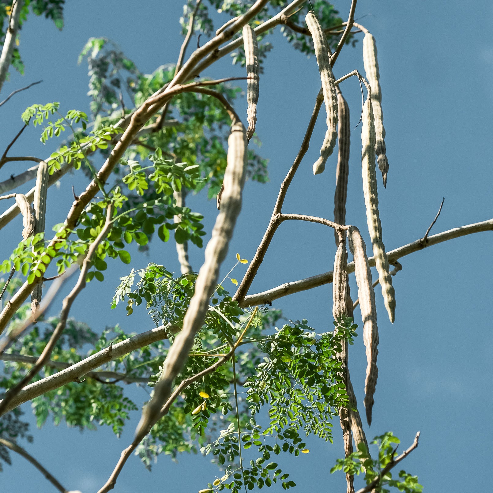 Moringa Tree with pods